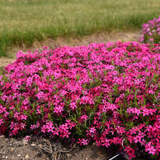 Image result for Indigofera subulata