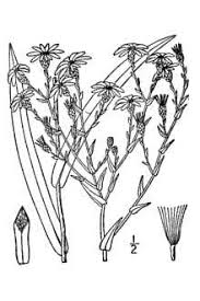 Image result for Aster chimanimaniensis