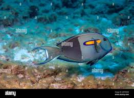 Orangeband Surgeonfish Acanthurus Olivaceus Can Change Color Rapidly But The Half And Half Coloration Is The Most Common Hawaii No Matter What Col Stock Photo Alamy