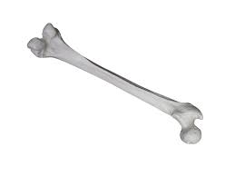 Image result for Femur Bone