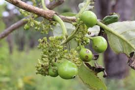 Image result for Multidentia crassa