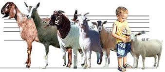 Goat Soap Lady Goats For Sale