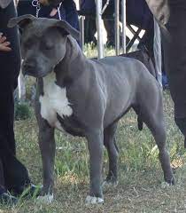 blue american staffordshire terrier aust ch ilprimo blue angel pitts pitbull welpen hunde welpen und hunde rassen