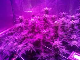 Check spelling or type a new query. Kind K5 Xl1000 Led Grow Journal 1 3 Lb Harvest Grow Weed Easy