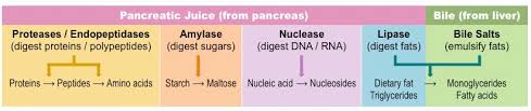 Chemical Digestion Bioninja