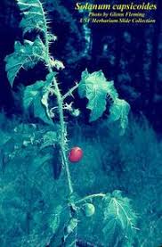Image result for Solanum capsicoides