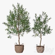 Maybe you would like to learn more about one of these? 3d Models Indoor Olive Tree