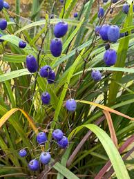 Image result for Dianella