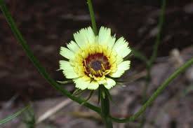 Image result for Tolpis capensis