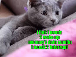Mommy Gps In Action Http Cheezburger Com 9153017344 Funny Cat Memes Tiny Cats Funny Animals