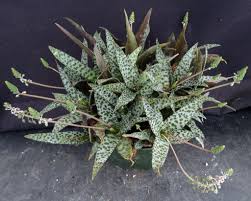 Image result for Ledebouria Unidentified sp. no4.