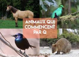 Dans le dictionnaire de l'ods7, il y a 21 507 mots contenant la lettre q. Animal Qui Commence Par Q En Francais Et En Anglais