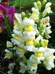Snapdragon Yellow Plants Planting Flowers Growing Flowers