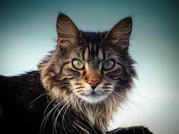Now i've answered the question how big do maine coon cats get, as well as covered other common questions, i hope you understand a little more about these. Why Are Maine Coon Cats So Big