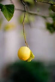 Pin By S U Z A N N E On A L E M O N G R O V E In 2020 Fruit Infused Water Oranges And Lemons Fruit