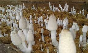 Jamur yang dalam bahasa inggris disebut mushroom ada yang memiliki racun dan tidak boleh di konsumsi dan ada jamur yang baik atau boleh karena baik untuk dikonsumsi. Informasi Belajar Anak Interaktif Cara Budidaya Jamur Media Bonggol Jagung