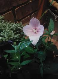 Image result for Kotschya strigosa