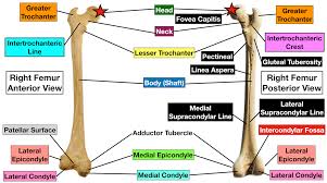 When the shaft of the femur is placed strictly vertically, the medial condyle is more. Femur Bone Anatomy Labeled Diagram Quiz Color Coded Parts Skeletal System Lower Extremity Ezmed