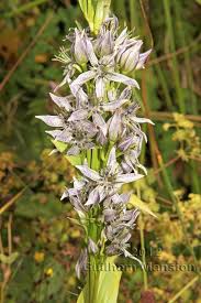 Image result for Swertia eminii