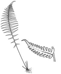 Image result for Christella hispidula