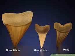 how to identify shark teeth 15 steps with pictures wikihow