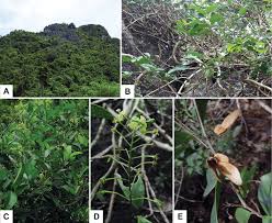 Image result for Flabellariopsis