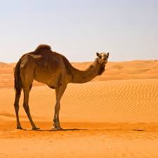 This is any inheritable trait that increases it's survival rate so that it can live longer, reproduce longer, and have more the camel has many adaptive traits for their life in the desert. How Living Things Survive In The Desert Environment In Uae By Sakina Bombaywala Medium
