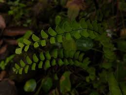 Image result for Asplenium lunulatum