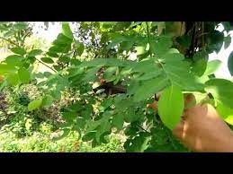 Hampir semua tumbuhan yang tumbu di bumi pasti memiliki daun, meskipun ada beberapa tumbuhan. Jual Daun Tampa Besi Dan Juga Jual Tanaman Sampai Besi Manfaat Daun Tampal Besi By Toko