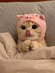 Ahh Don T Wanna Leave This Bed In 2021 Baby Cats Cute Baby Cats Funny Cute Cats