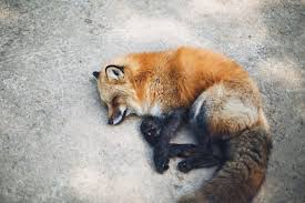 Sleeping Fox Foxes Find images of sleeping fox. sleeping fox foxes