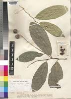 Image result for Dasylepis eggelingii