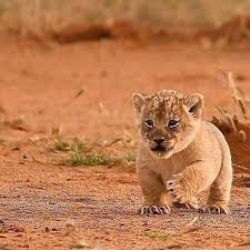 Pin On Cute Animals
