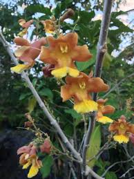 Image result for Gmelina