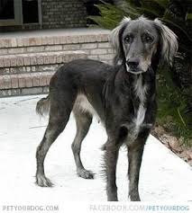 Designer breed dogs vary in character from relaxed to hyper, clever to gullible, obedient to stubborn, and loyal to independent. Afghan Hound X Labrador Pets Lovers
