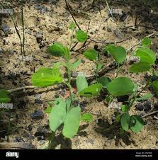 Image result for Bauhinia macrantha