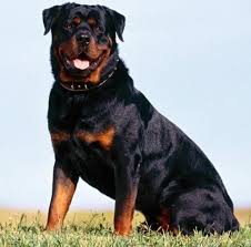 Rotvaydir Rottweiler Kopekleri Kerim Usta Rottweiler Rottweiler Yavrulari Kopek Turleri