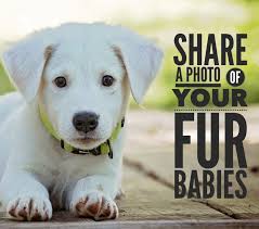 Alright everyone let's see your fur-babies!! 🐶🐱🐮🐰🐹🐸🐔🐴🐍🦎🐠🦙🦜