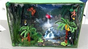 Biome In A Box Tropical Rainforest Chancellor Cyndi Ecosystem Project Pictures Rainforest Project Ecosystems Projects Biomes Project