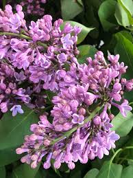 Trova ispirazione scegli tra migliaia di prodotti arreda la casa senza. Lilla Fiori Commestibili Dal Profumo Inebriante Natura In Mente Calliopea