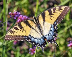 Maybe you would like to learn more about one of these? Create A Butterfly Garden Wisconsin Horticulture