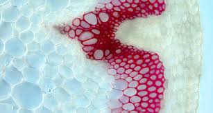 Unlike animal cells, plant cells must build new cell walls between dividing cells. To Make Biofuel Cut The Lignin Science News