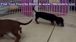You can rest assured, when you get a dachshund from tennessee dachshunds, whether for show or pet, your dog will come with all appropriate. Miniature Dachshund Puppies Dogs For Sale In Nashville Tennessee Tn 19breeders Clarksville Youtube