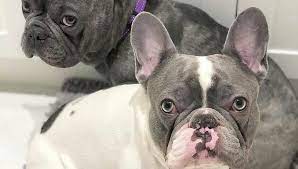 These french bulldog puppies located in illinois come from different cities, including, park forest, lake zurich, chicago, carbondale. Frenchbulldogs For Sale Home Facebook
