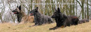 The dutch shepherd may exhibit heavy white markings on the chest and feet, which is undesirable for the show ring. American Dutch Shepherd Association Posts Facebook