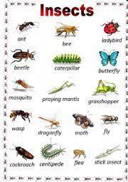 Maybe you would like to learn more about one of these? English Teaching Worksheets Insects Insects Names List Of Insects Insects For Kids