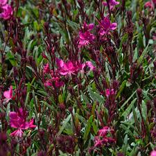 We did not find results for: Gaura Belleza Dark Pink