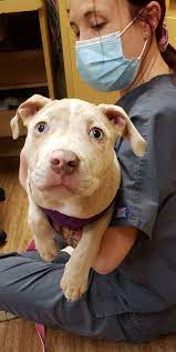 Animal care hospital of livonia. Animal Care Hospital Of Livonia Joy Road Livonia Mi