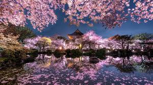 We determined that these pictures can also depict a cherry blossom, sakura, sakura blossom, sakura tree. Wallpaper Japan Sakura Trees Pink Flowers Night Pond Temple Garden 1920x1200 Hd Picture Image