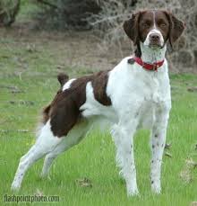 American Brittany Spaniel Wild Mtn Brittanys Pennsylvania American Brittany Breeders Brittany Spaniel Dogs Brittany Dog American Brittany